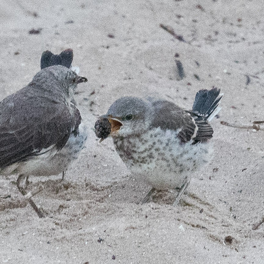 Northern Mockingbird - Liling Warren