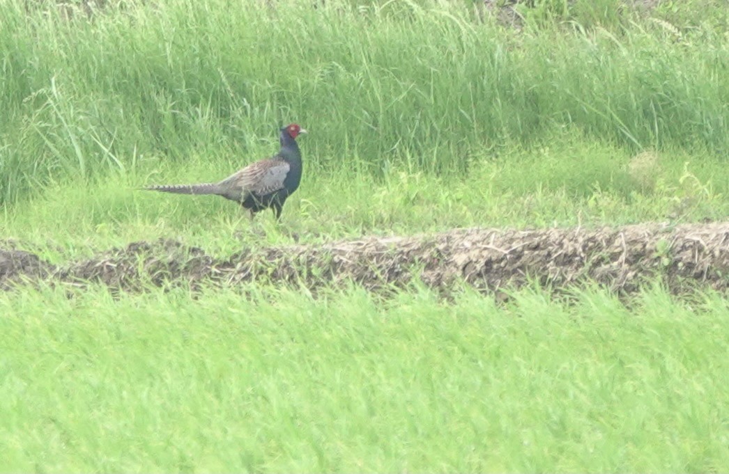 Green Pheasant - Martin Kennewell