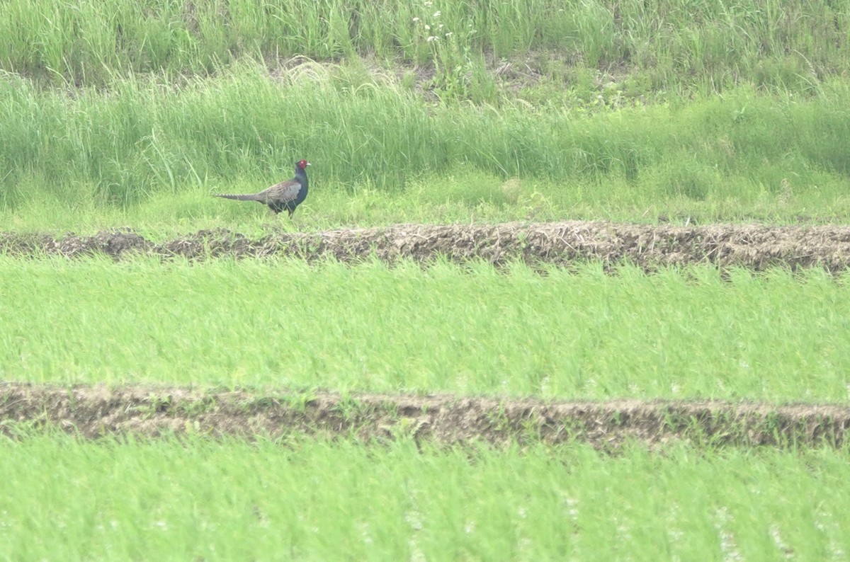 Green Pheasant - Martin Kennewell