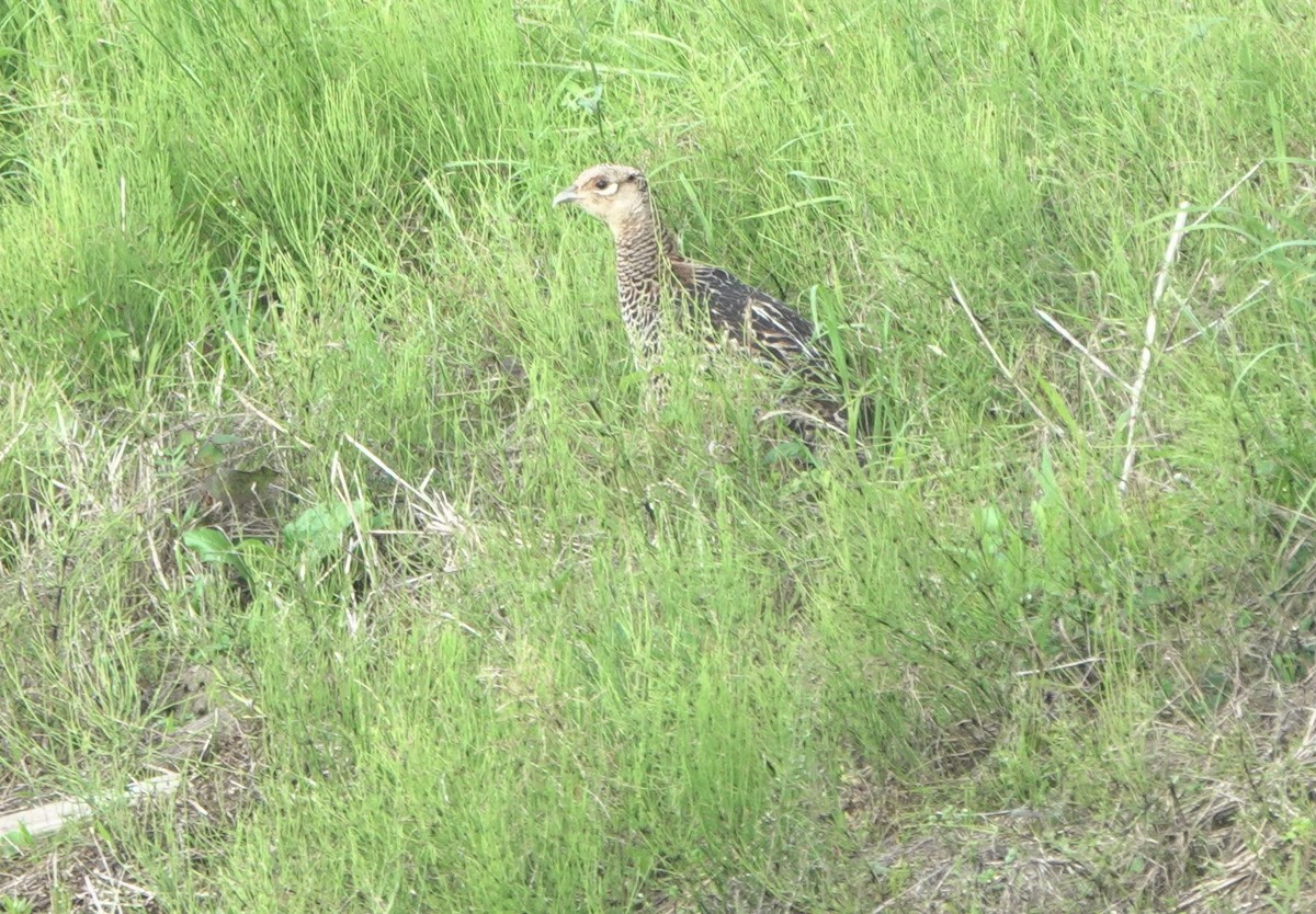 Green Pheasant - Martin Kennewell