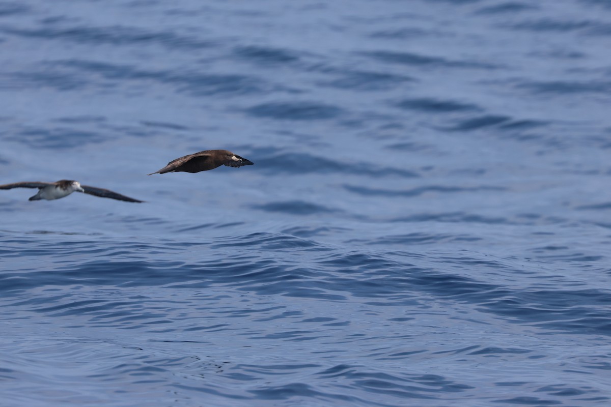 Flesh-footed Shearwater - Chi-Hsuan Shao