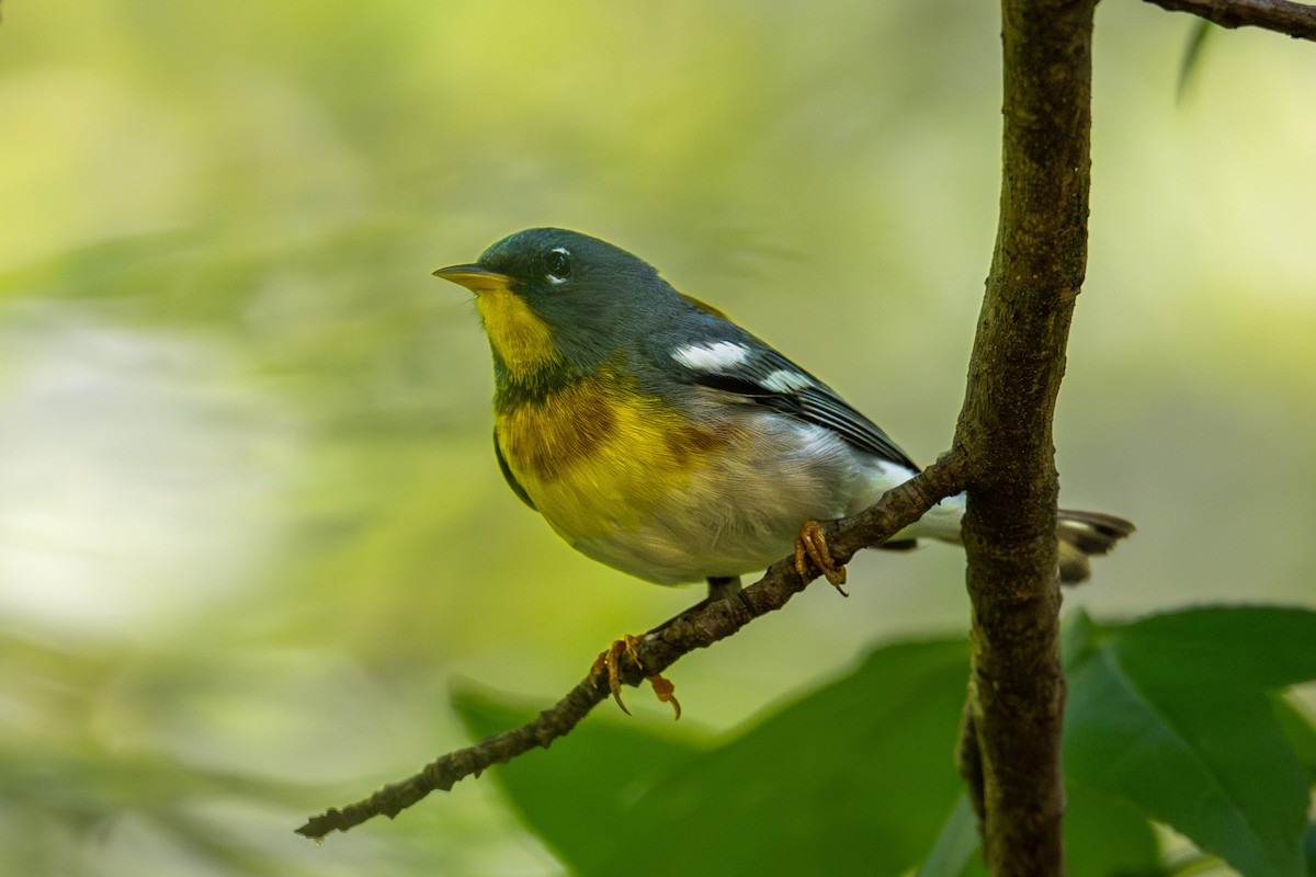 Northern Parula - Doug Norwood