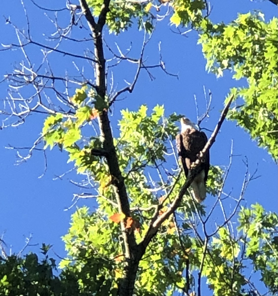 Bald Eagle - Beth Pathak