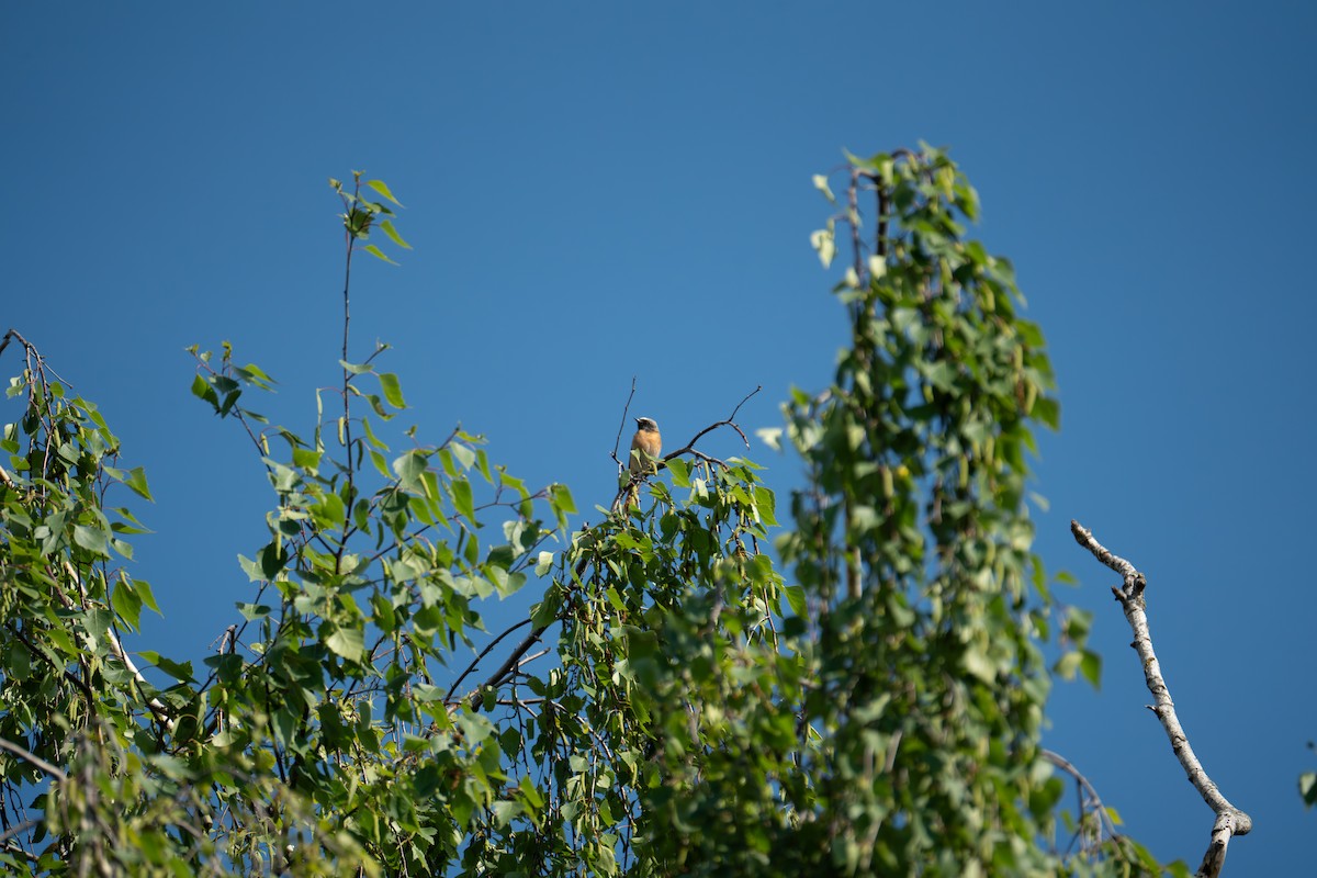 Common Redstart - Кристина Толстых