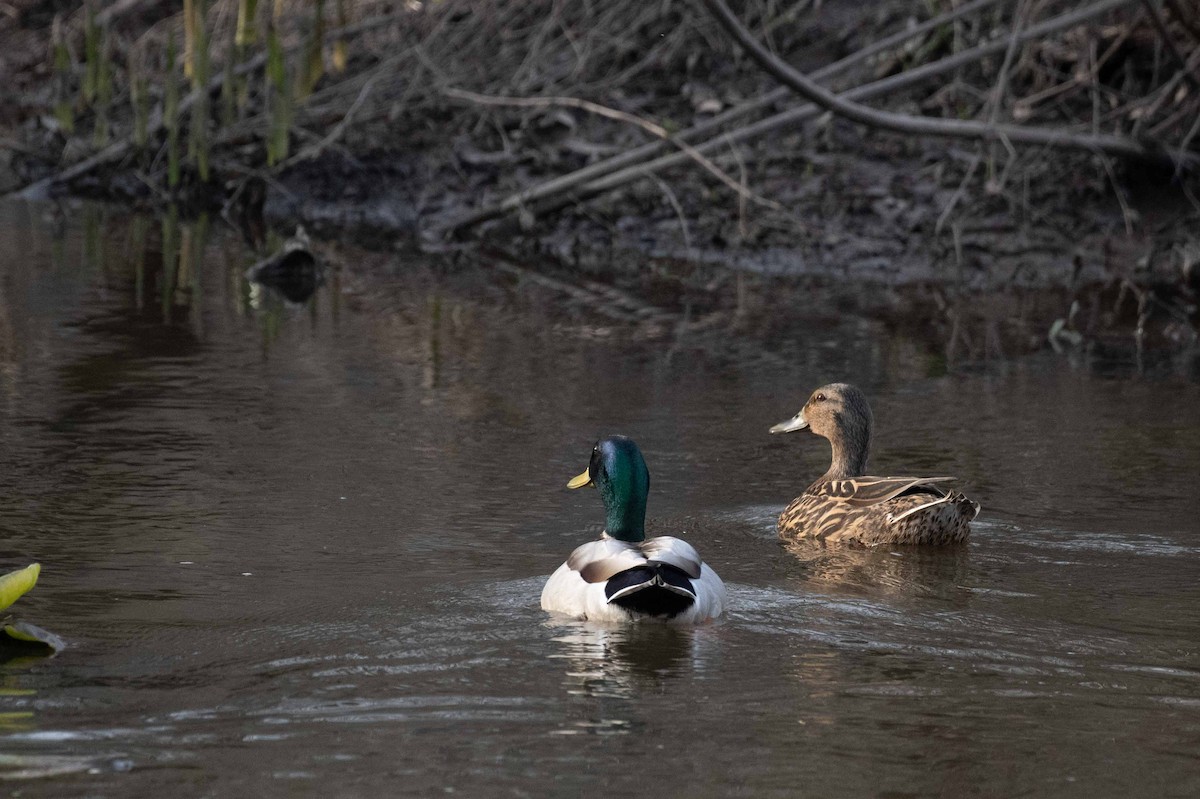 綠頭鴨 - ML619391133