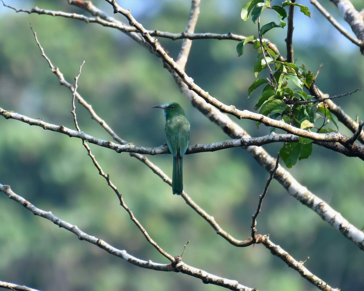 Blue-bearded Bee-eater - Ajayakumar N