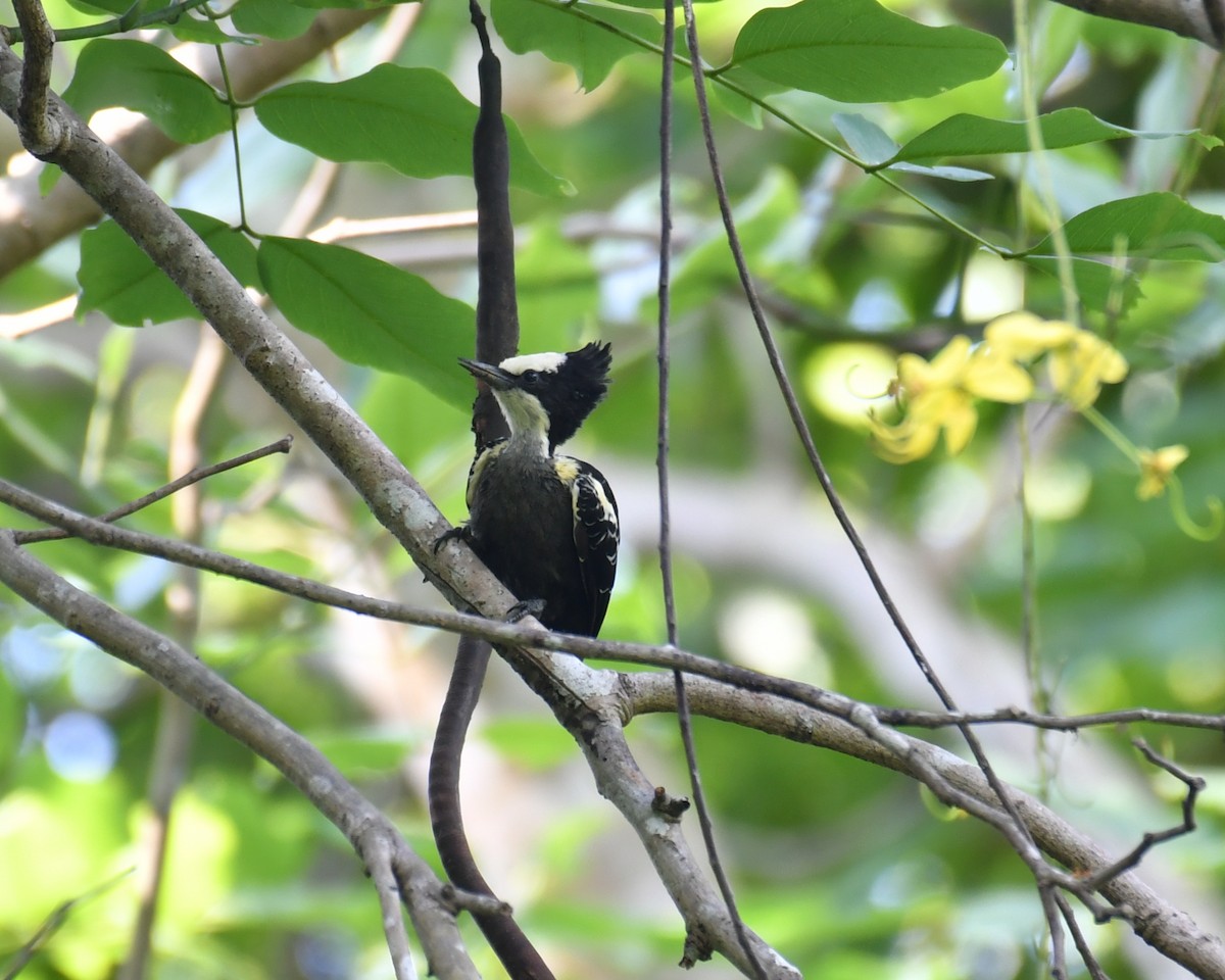 Heart-spotted Woodpecker - Ajayakumar N