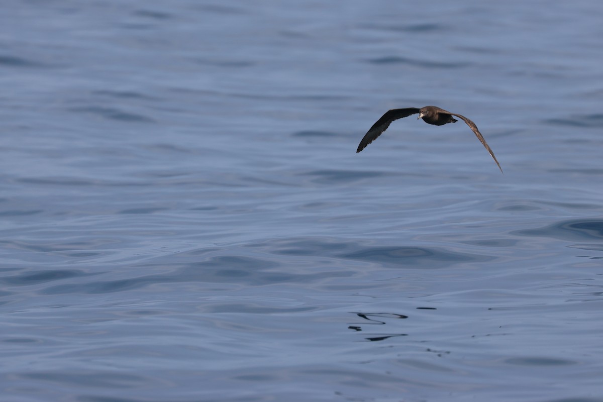 Flesh-footed Shearwater - Chi-Hsuan Shao