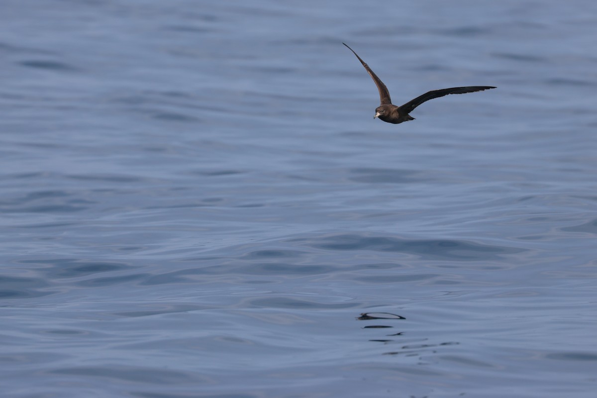 Flesh-footed Shearwater - Chi-Hsuan Shao