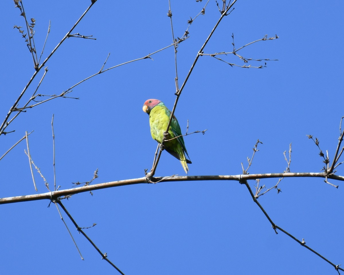Plum-headed Parakeet - Ajayakumar N