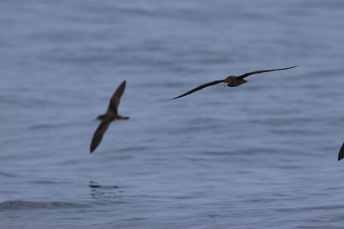 Flesh-footed Shearwater - Chi-Hsuan Shao