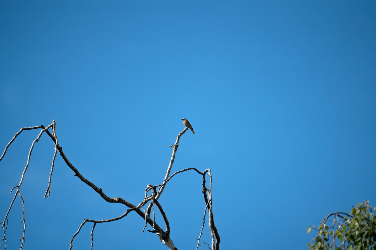 Common Redstart - Кристина Толстых