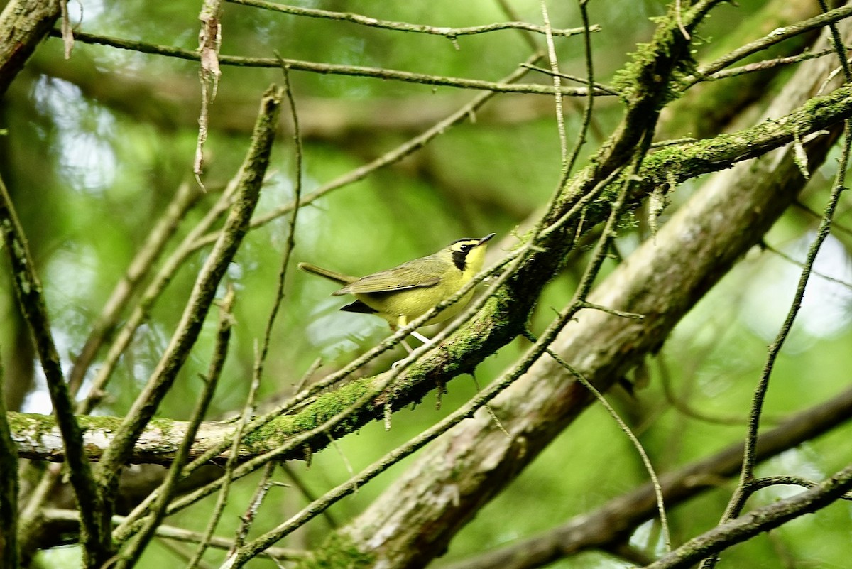 Kentucky Warbler - Fleeta Chauvigne