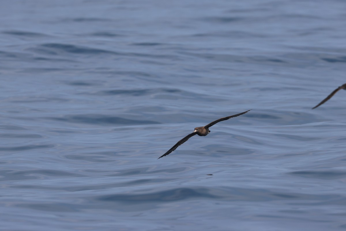 Flesh-footed Shearwater - Chi-Hsuan Shao