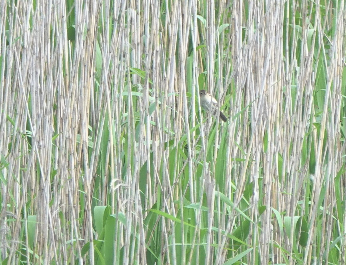 Marsh Grassbird - Martin Kennewell