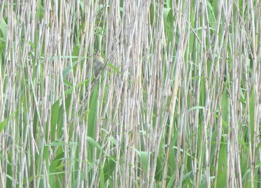 Marsh Grassbird - Martin Kennewell