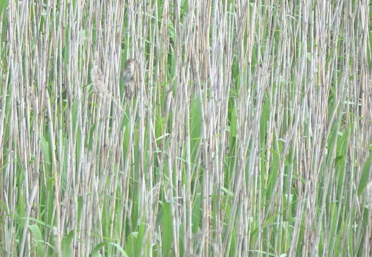Marsh Grassbird - Martin Kennewell
