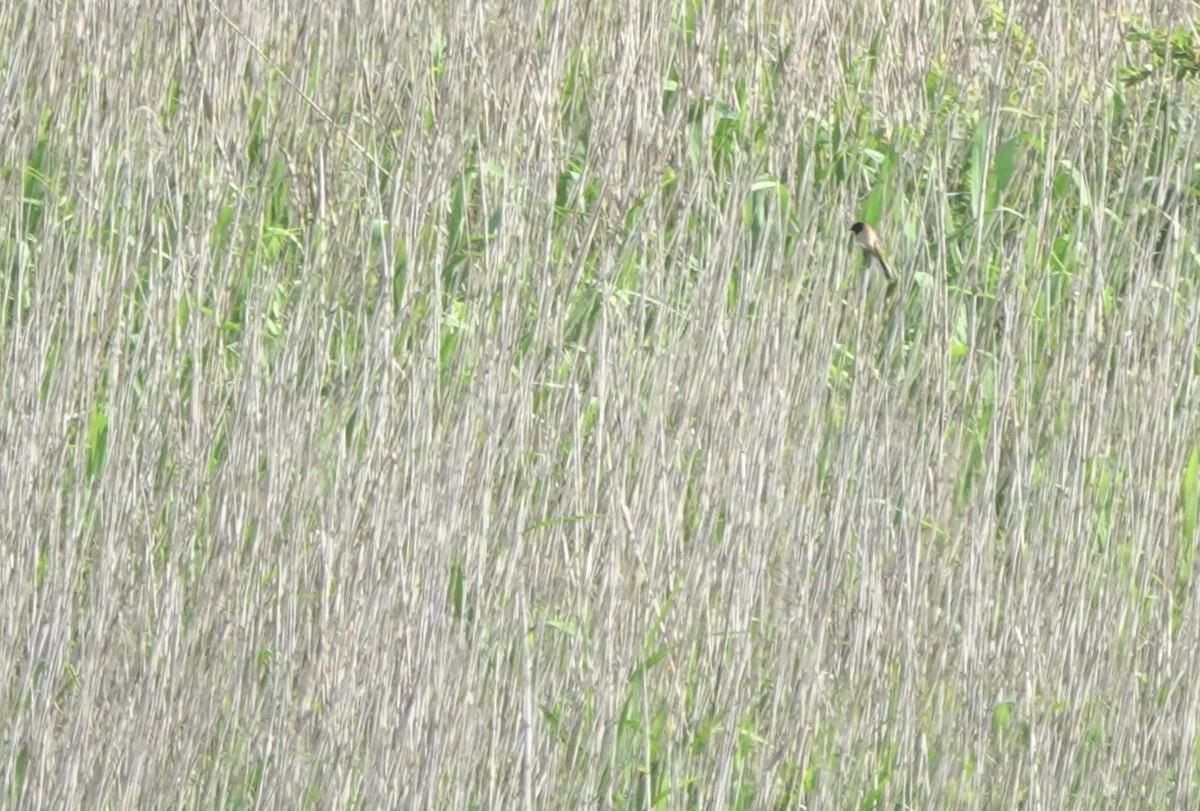 Ochre-rumped Bunting - ML619391185