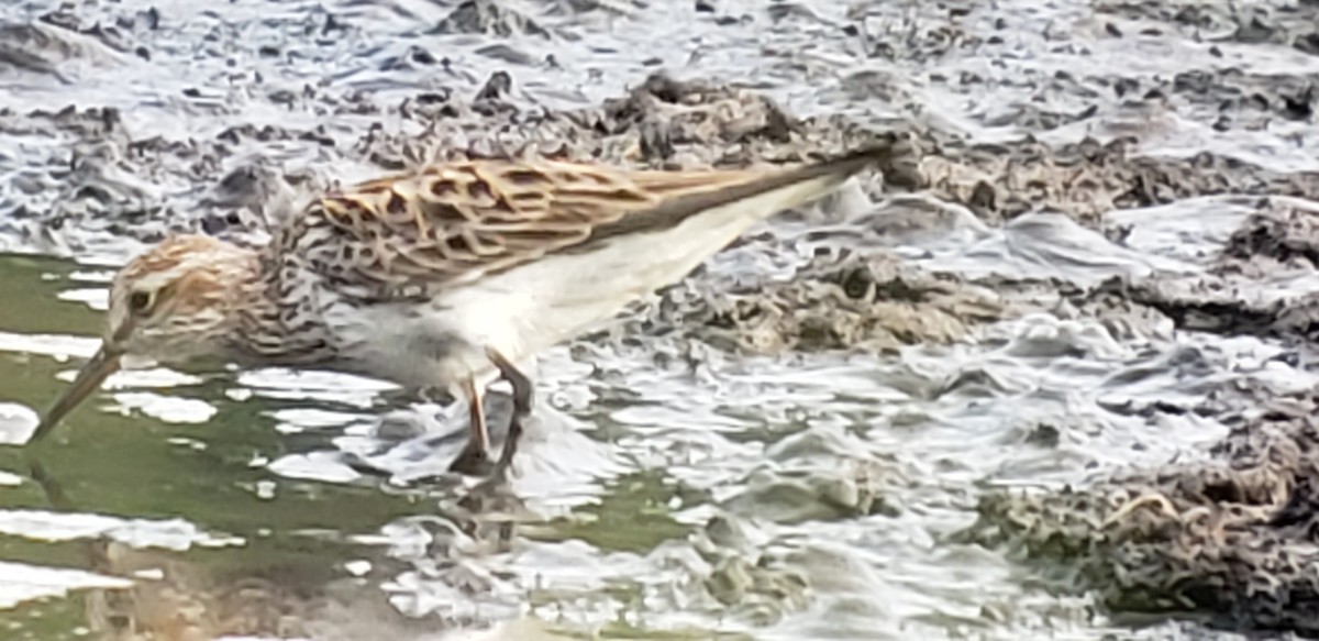 White-rumped Sandpiper - ML619391190