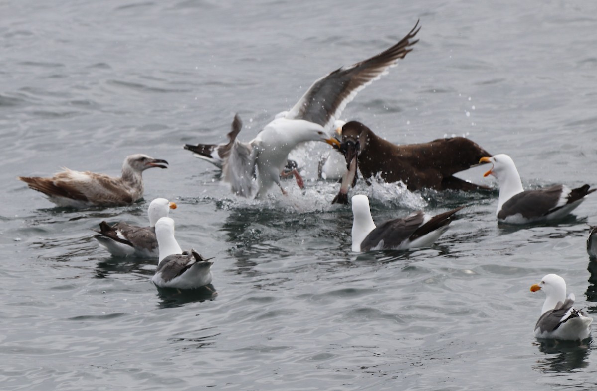 Black-footed Albatross - Chris Overington