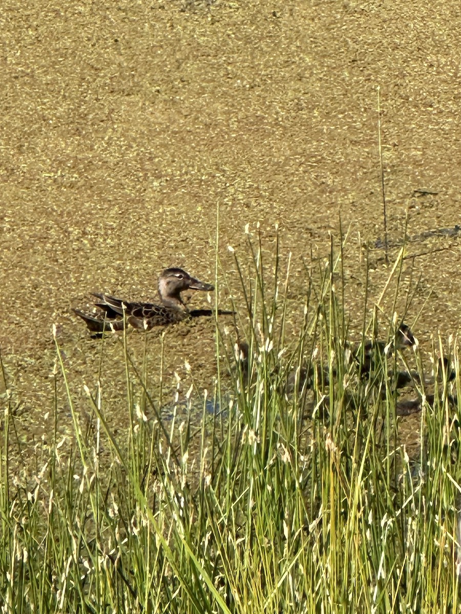 Blue-winged Teal - ML619391194