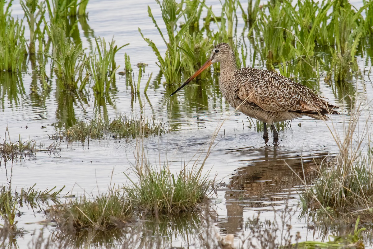 Marbled Godwit - Janet Hill