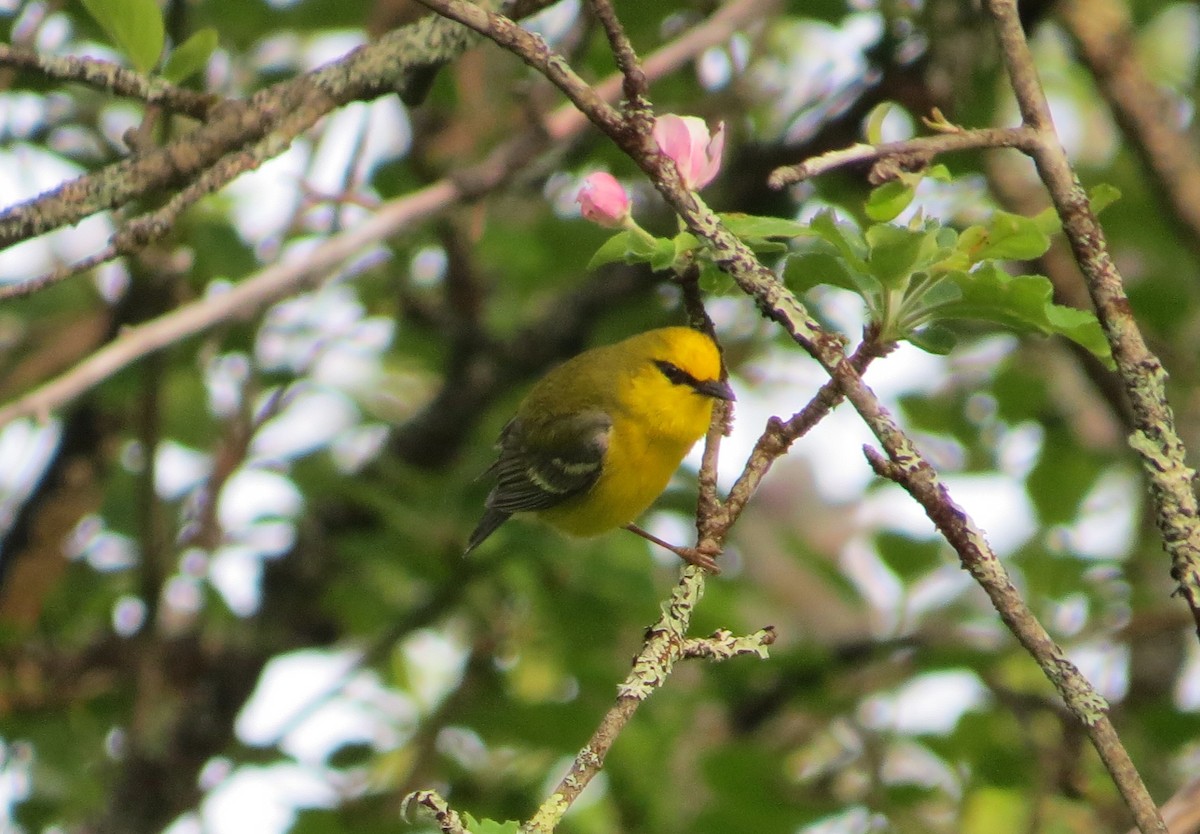 Blue-winged Warbler - Rob Woodward