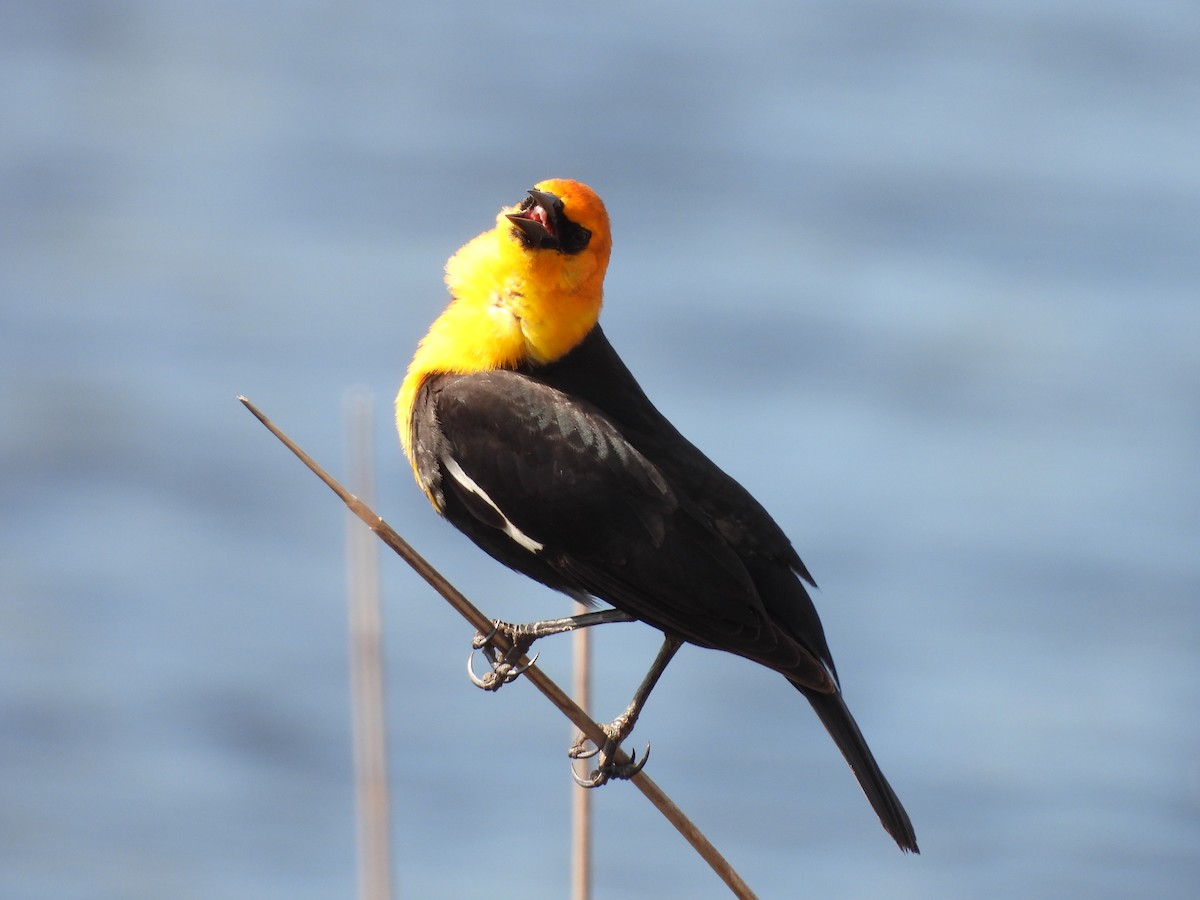 Yellow-headed Blackbird - Kimberly Emerson