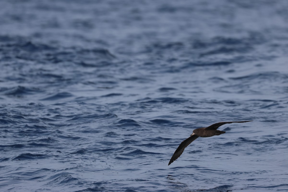 Flesh-footed Shearwater - Chi-Hsuan Shao