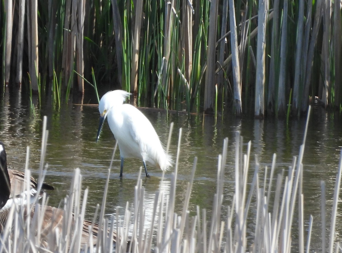 Snowy Egret - ML619391230