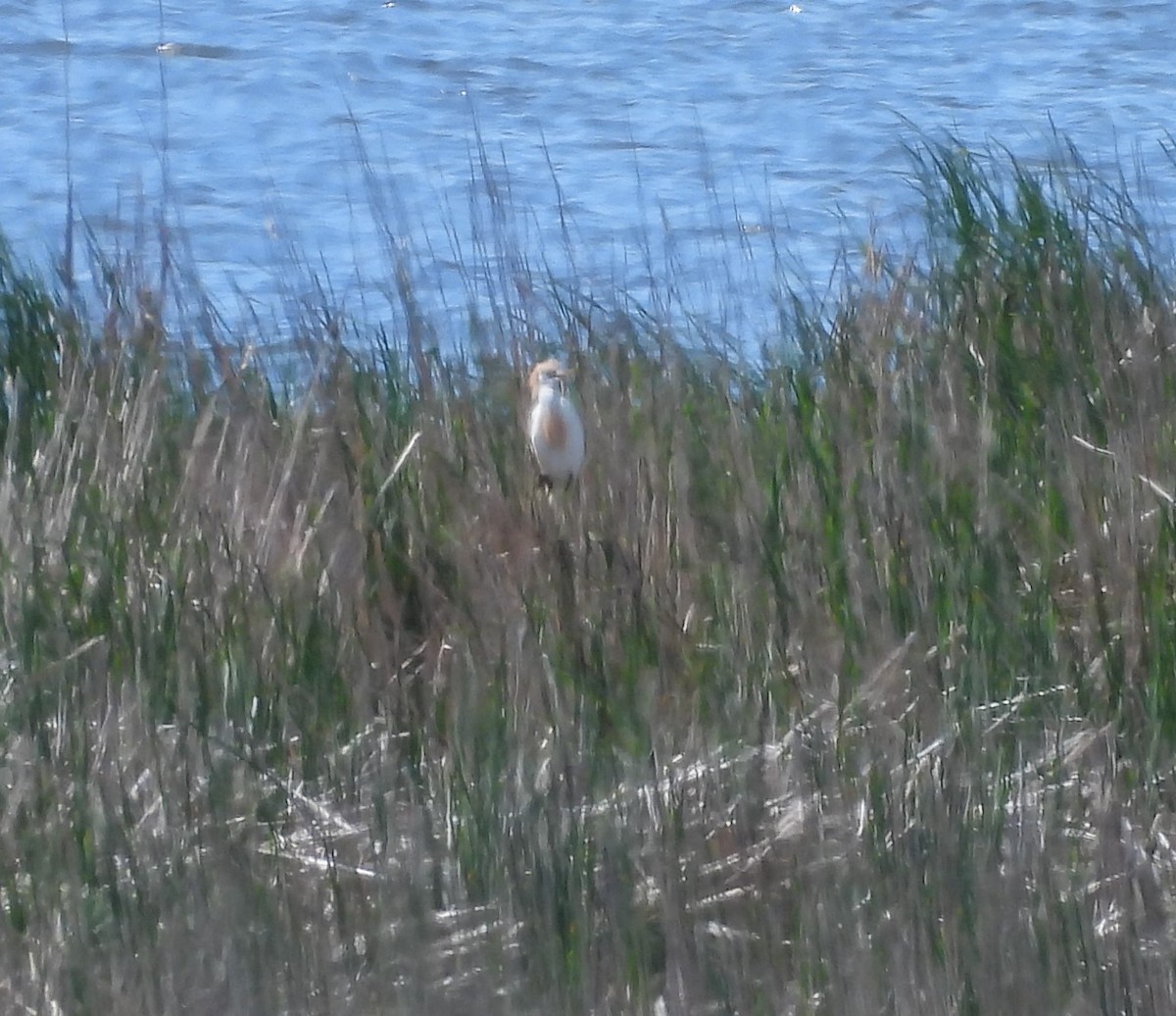 Western Cattle Egret - Kimberly Emerson