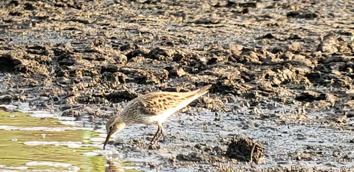 White-rumped Sandpiper - ML619391243