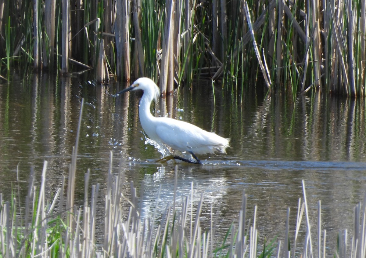 Snowy Egret - ML619391245