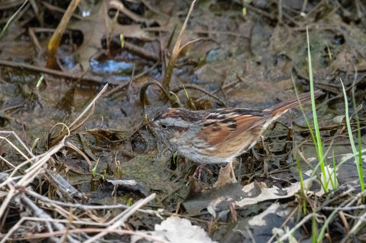 Swamp Sparrow - ML619391254