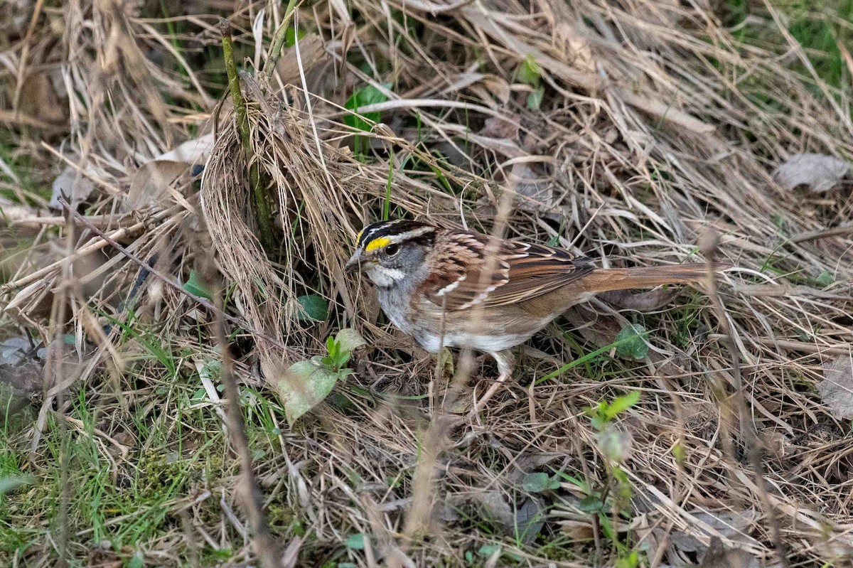 White-throated Sparrow - Johnny Wilson