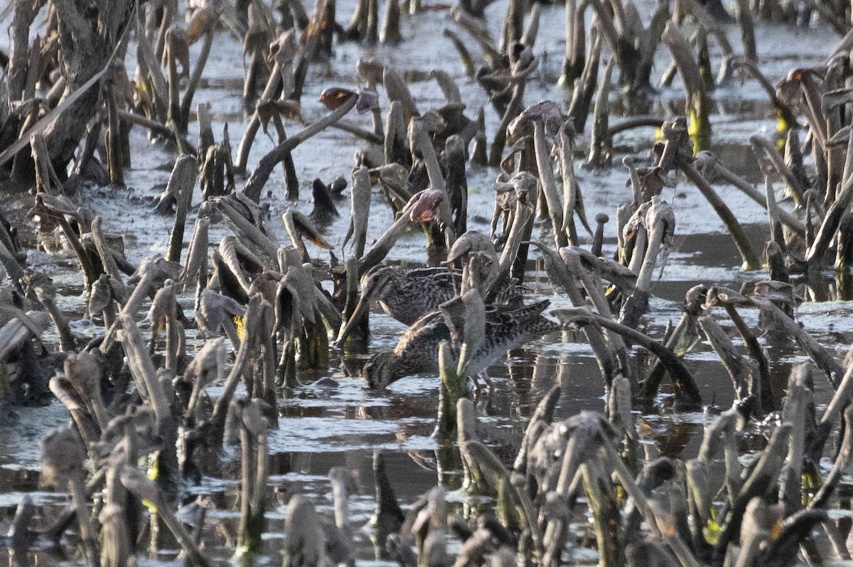 Wilson's Snipe - ML619391259