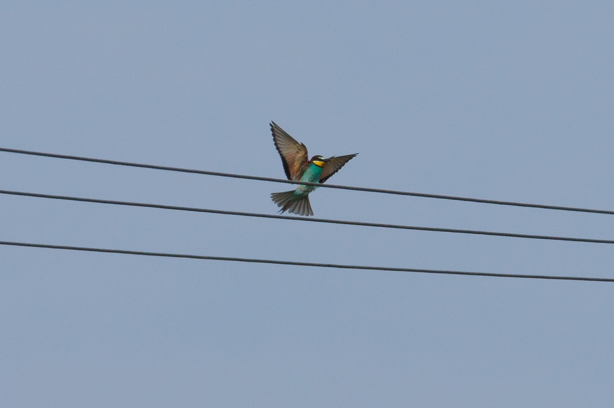 European Bee-eater - Henry Wyn-Jones