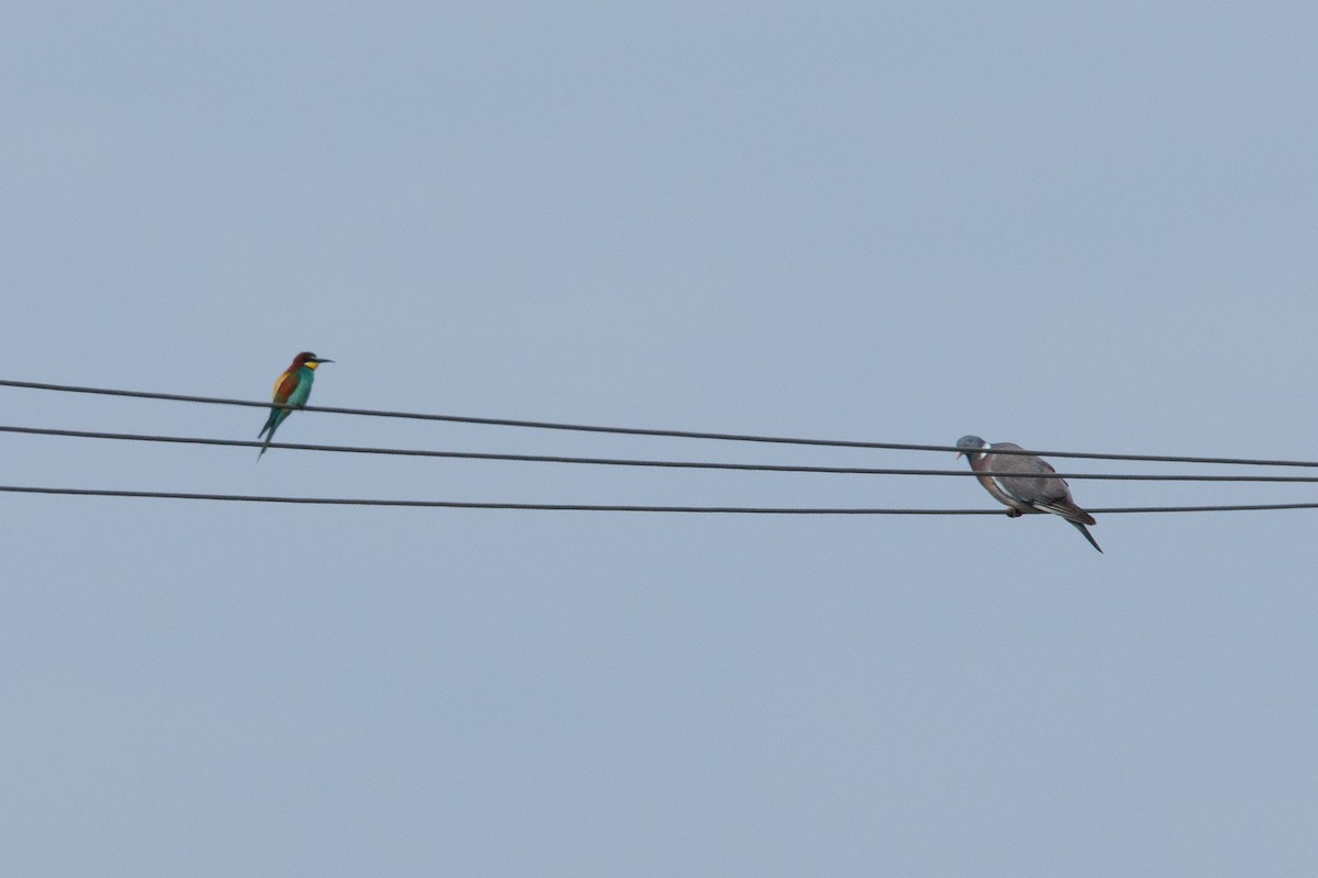 European Bee-eater - Henry Wyn-Jones