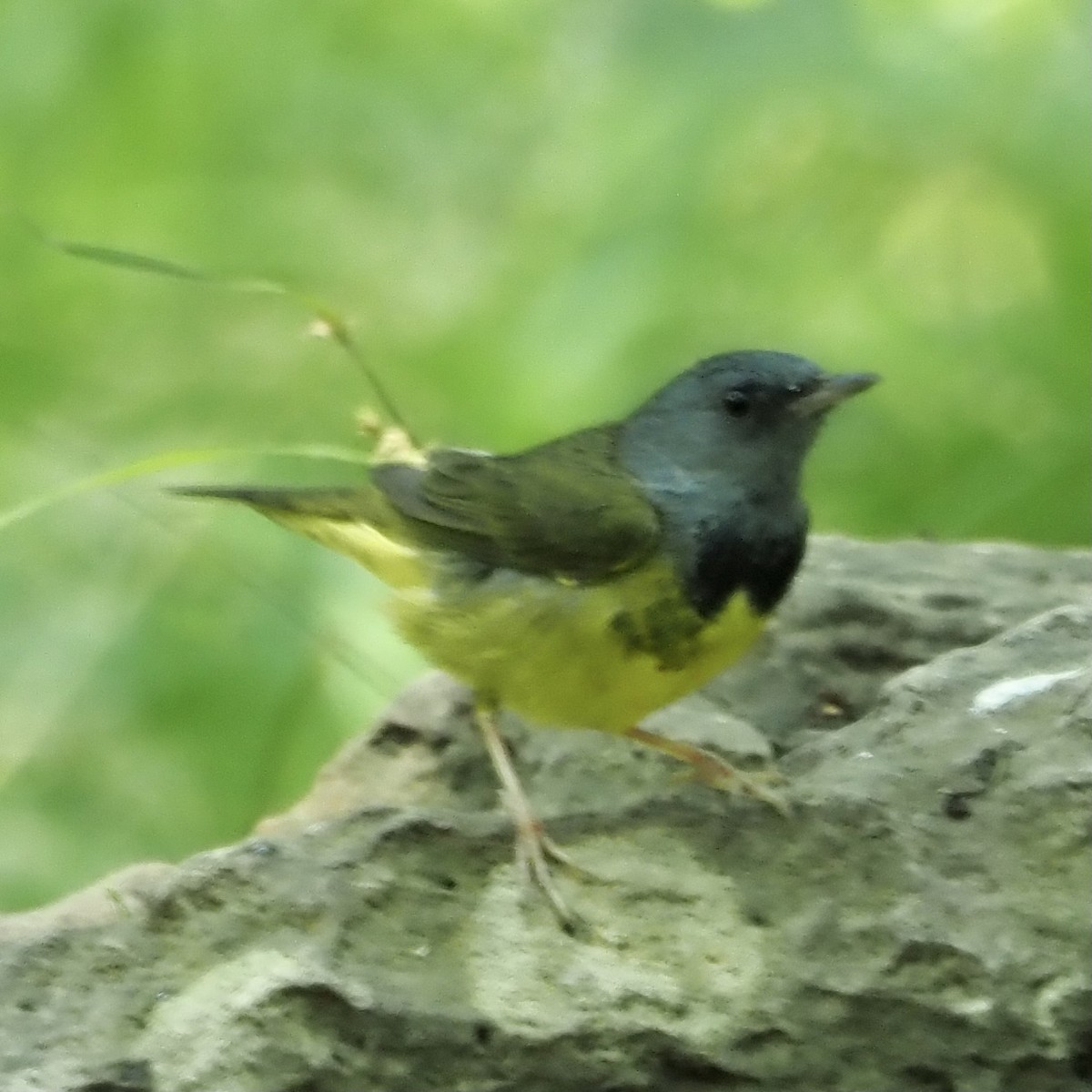 Mourning Warbler - Roe Monrotus