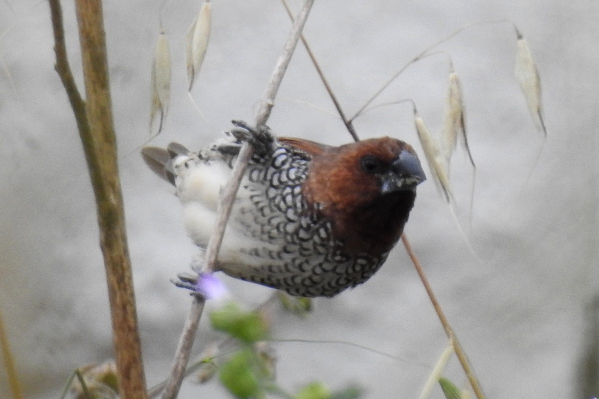 Scaly-breasted Munia - Doug Lithgow