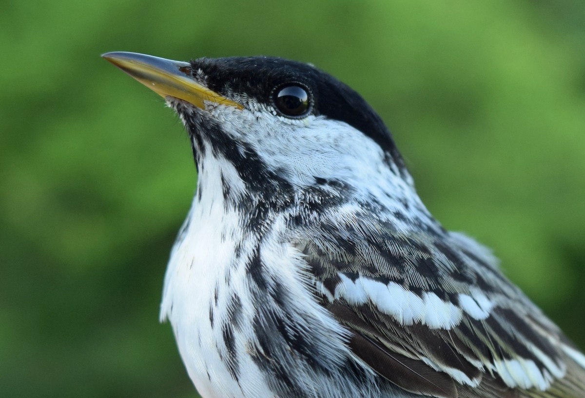 Blackpoll Warbler - ML619391276