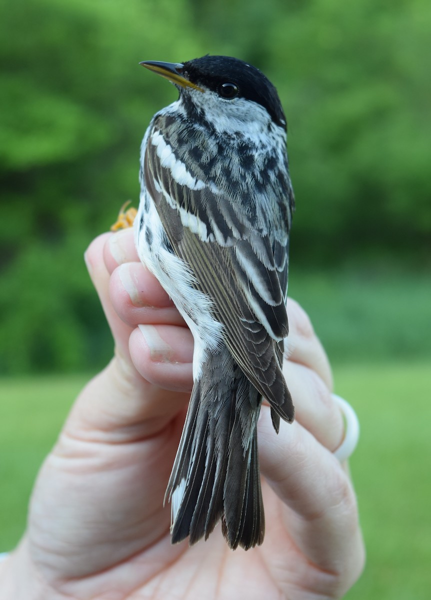 Blackpoll Warbler - Olivia Smith