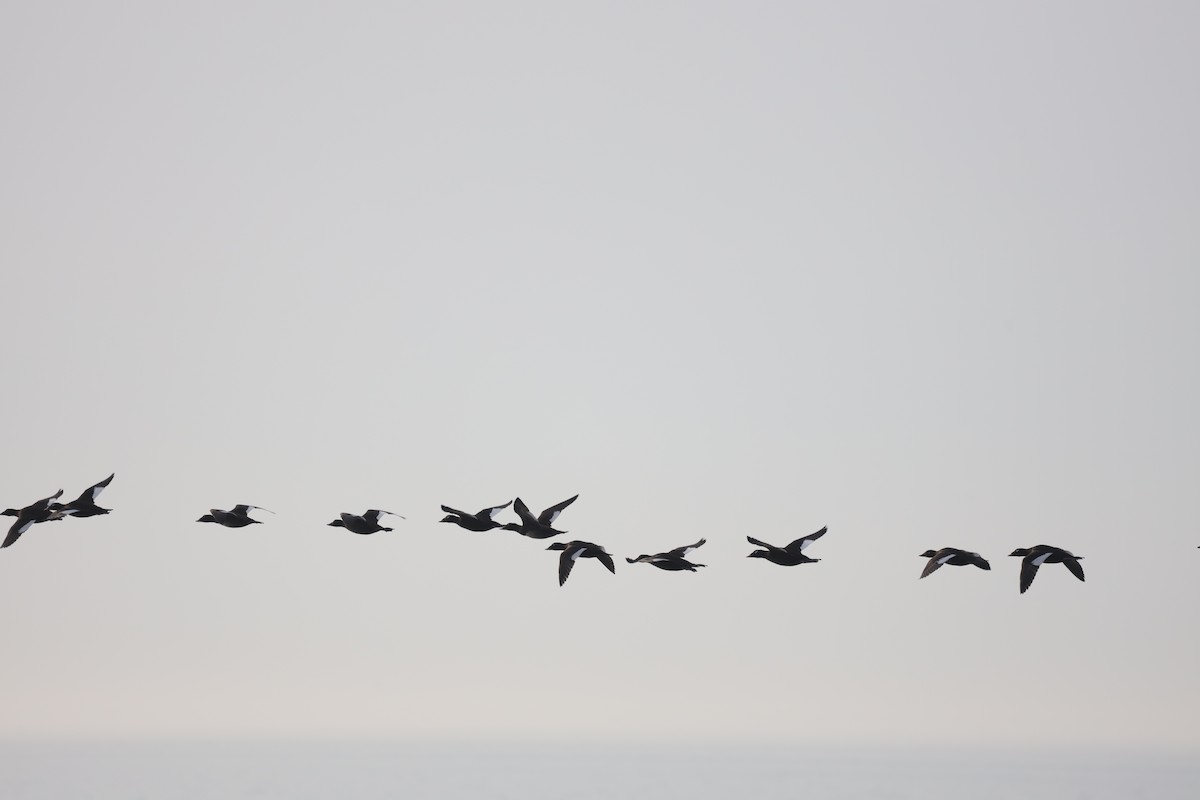 White-winged Scoter - ML619391281