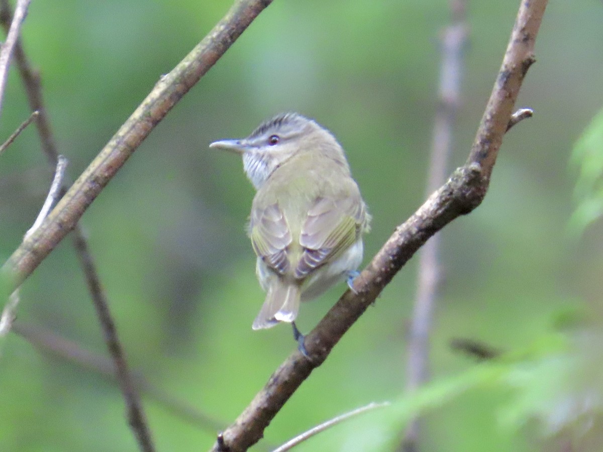 Red-eyed Vireo - Angela Romanczuk