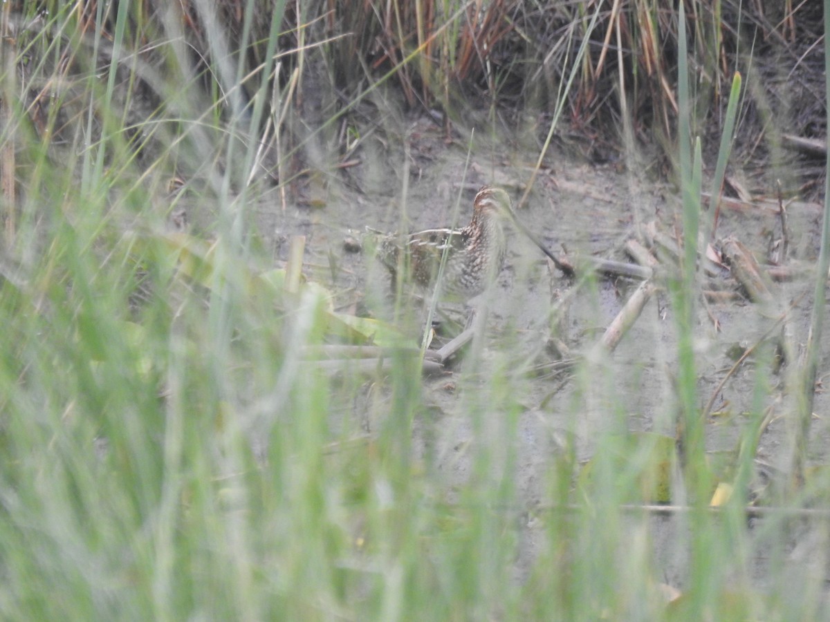 Wilson's Snipe - Tom Dibblee