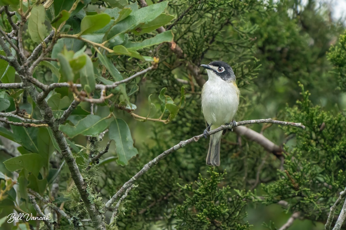 Black-capped Vireo - William Vancak