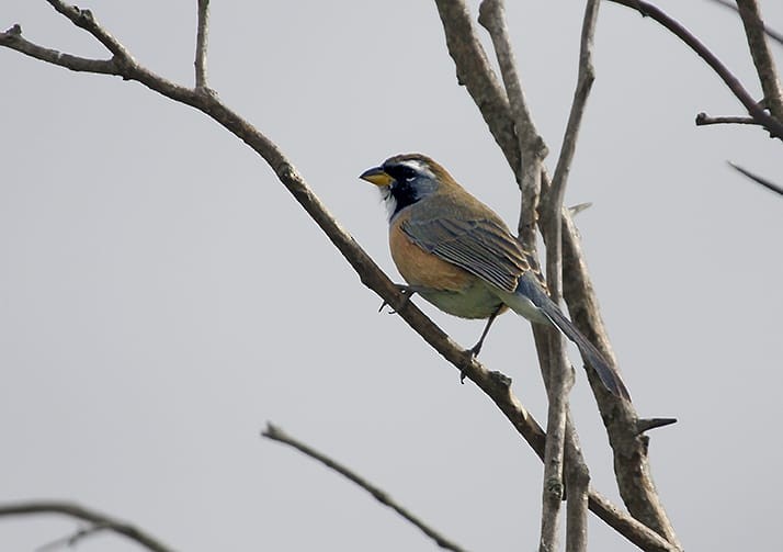 Many-colored Chaco Finch - ML619391319