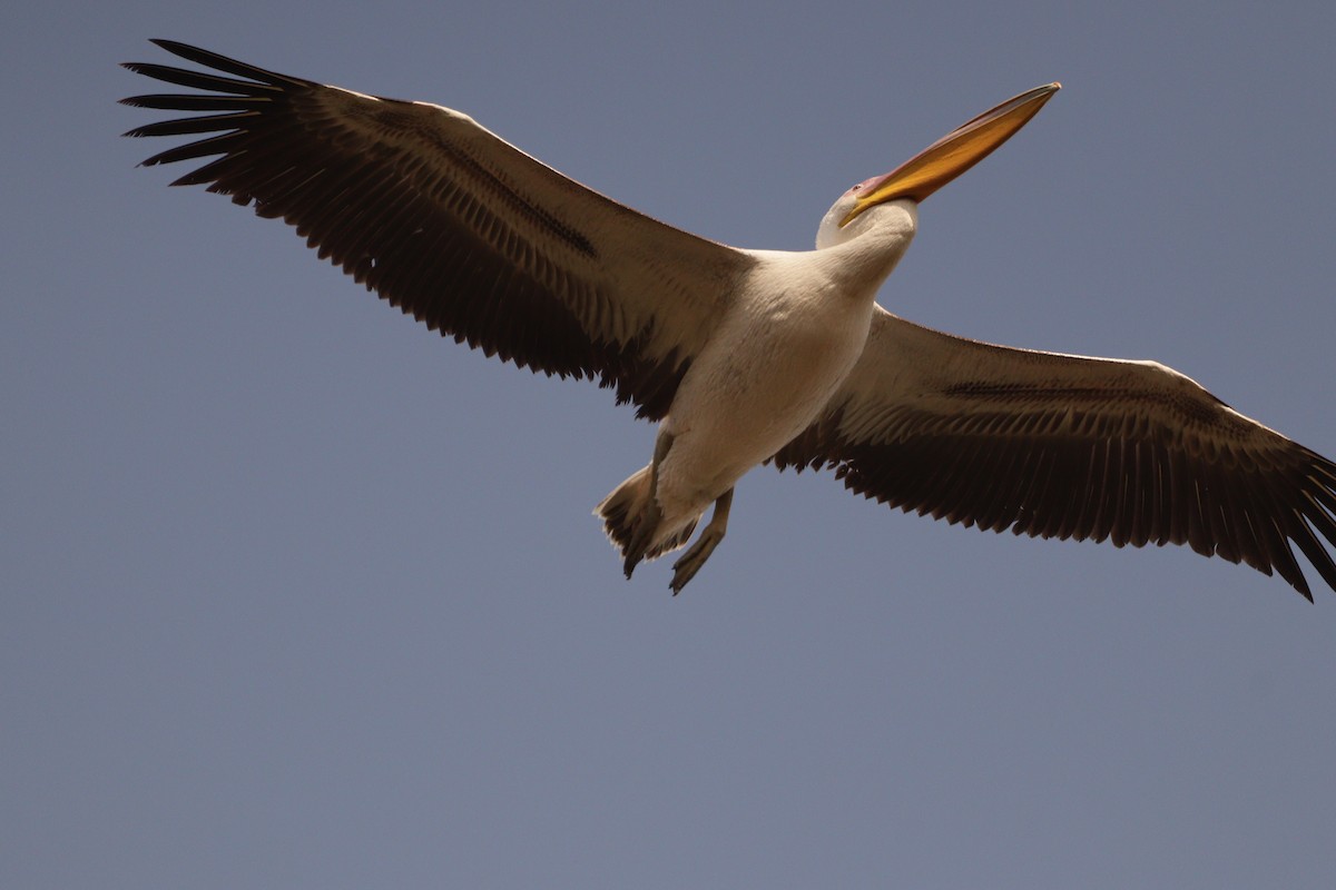 Great White Pelican - NILESH HINDUJA