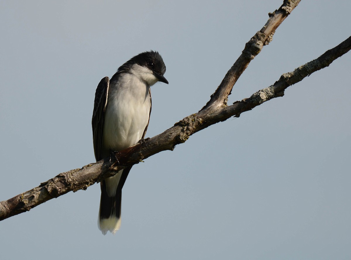 Eastern Kingbird - Daniel Thibault