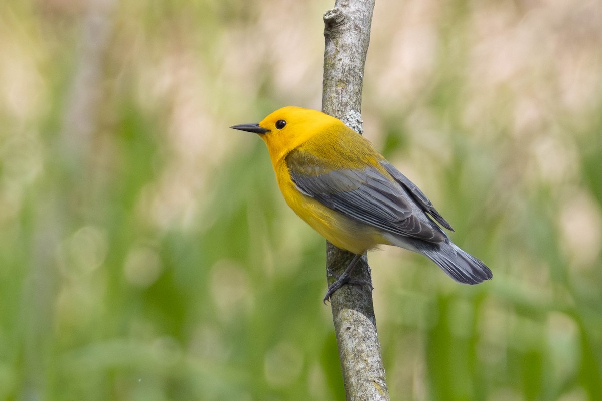 Prothonotary Warbler - Miriam Baril
